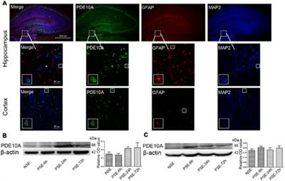 The Phosphodiesterase 10A Inhibitor PF-2545920 Enhances Hippocampal Excitability and Seizure Activity Involving the Upregulation of GluA1 and NR2A in Post-synaptic Densities